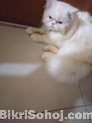 Persian cat male